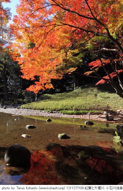 紅葉・黄葉 1211277109 紅葉と大堰川 小石川後楽園 thumbnail