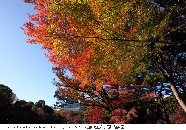 紅葉・銀杏 1211277215 紅葉 カエデ 小石川後楽園 thumbnail