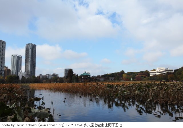 12月1日の上野公園 1212017628 弁天堂と蓮池 上野不忍池 thumbnail