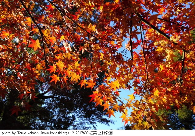 12月1日の上野公園 1212017630 紅葉 上野公園 thumbnail