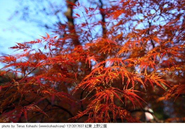 上野公園 2012 1212017637 紅葉 上野公園 thumbnail