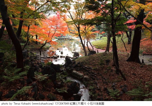 12月の小石川後楽園 1212047849 紅葉 大堰川 小石川後楽園 photo