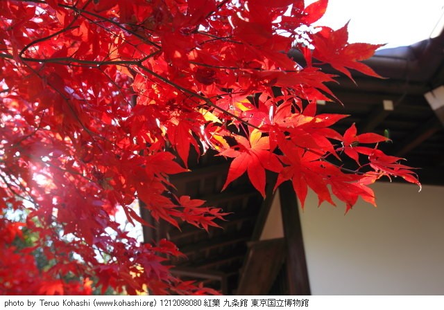 上野公園 2012 1212098080 紅葉 九条館 東京国立博物館 thumbnail