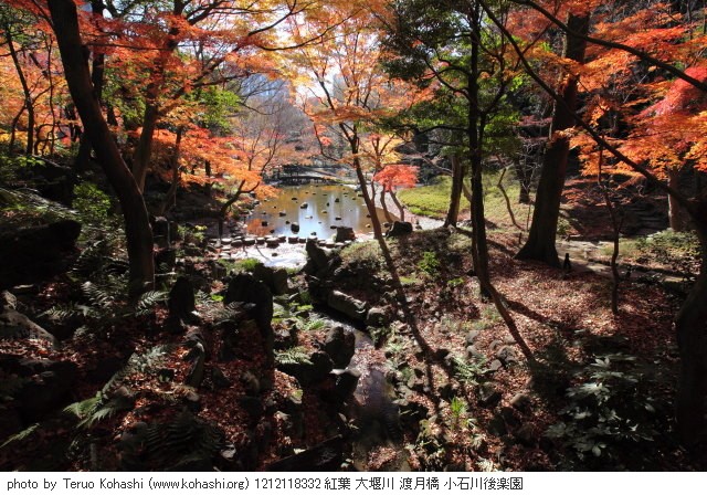12月の小石川後楽園 1212118332 紅葉 大堰川 渡月橋 小石川後楽園 thumbnail