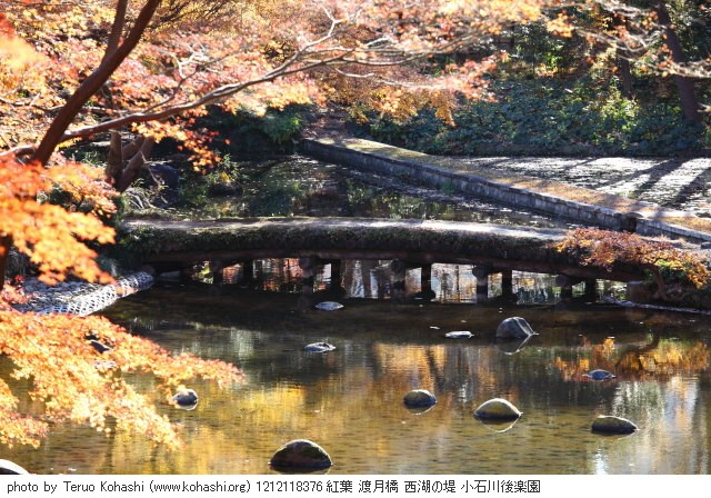 12月の紅葉・カエデ 1212118376 紅葉 渡月橋 西湖の堤 小石川後楽園 thumbnail