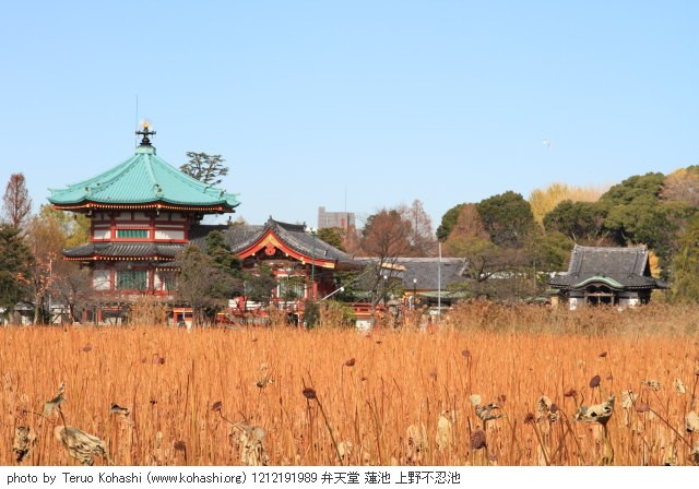 上野公園 2012 1212191989 弁天堂 蓮池 上野不忍池 photo