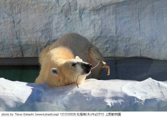 上野公園 2012 1212192025 北極熊(ホッキョクグマ) 上野動物園 thumbnail