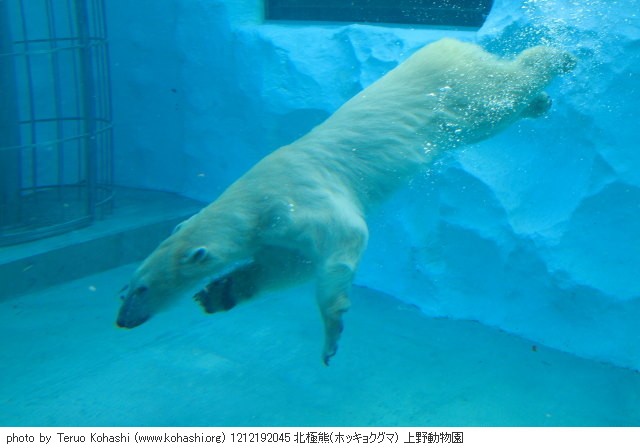 12月19日の上野公園 1212192045 北極熊(ホッキョクグマ) 上野動物園 photo