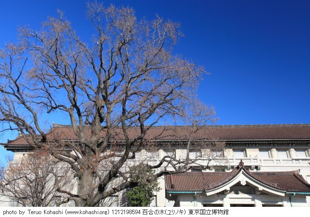 12月19日の上野公園 1212198594 百合の木(ユリノキ) 東京国立博物館 photo