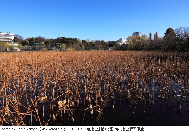 12月19日の上野公園 1212198611 蓮池 上野動物園 鵜の池 上野不忍池 photo