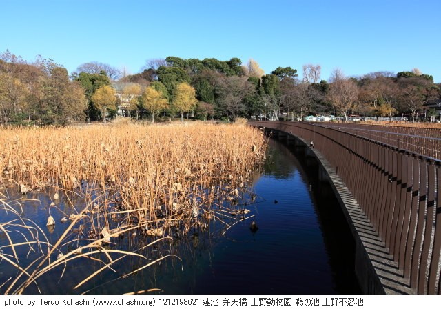 12月19日の上野公園 1212198621 蓮池 弁天橋 上野動物園 鵜の池 上野不忍池 photo
