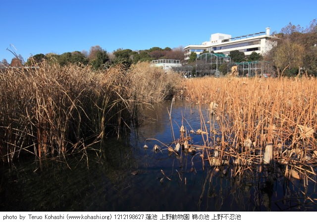 12月19日の上野公園 1212198627 蓮池 上野動物園 鵜の池 上野不忍池 photo