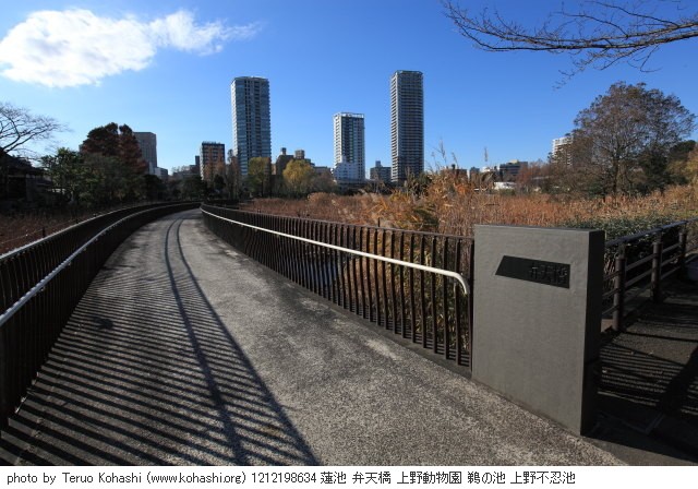 上野公園 2012 1212198634 蓮池 弁天橋 上野動物園 鵜の池 上野不忍池 photo