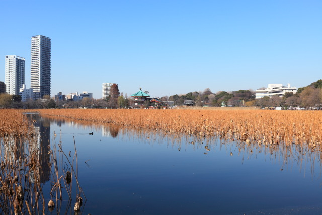 1月の上野公園 1301128977 不忍池 弁天堂 蓮池 台東区上野公園 photo