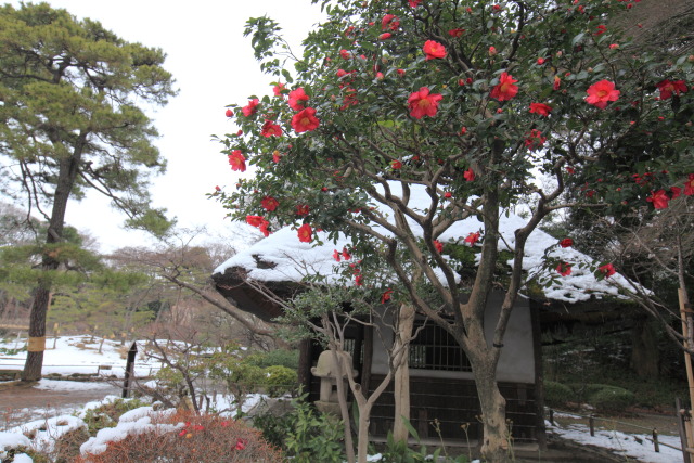 椿・ツバキ・山茶花・サザンカ 1301169522 小石川後楽園 山茶花(サザンカ) 九八屋 雪 文京区後楽 thumbnail