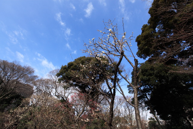 これまでの2月の見頃見所 1302051409 小石川後楽園 白梅 小梅 文京区後楽 thumbnail