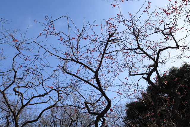 2月の小石川後楽園 1302051436 小石川後楽園 紅梅 大盃(おおさかずき) 文京区後楽 photo