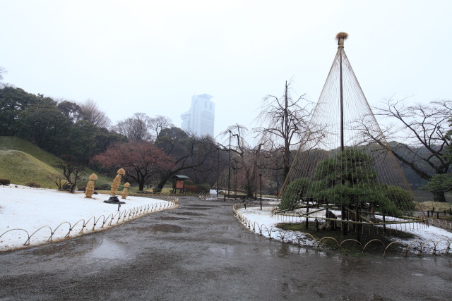 2月の小石川後楽園 1302061483 小石川後楽園 藁ぽっち 雪 雪吊り 霙(みぞれ) 文京区後楽 photo