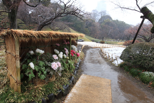 牡丹・ボタン・寒牡丹・冬牡丹 1302061486 小石川後楽園 冬牡丹 藁囲い 雪 霙(みぞれ) 文京区後楽 thumbnail
