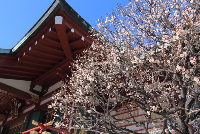 2月16日の亀戸天神 1302162261 亀戸天神 社殿 梅 江東区亀戸 photo