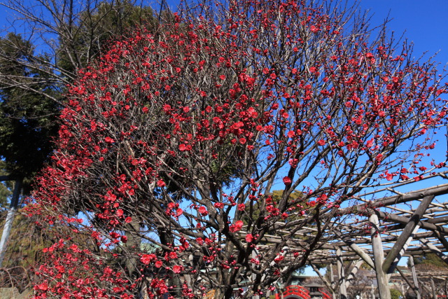 2月16日の亀戸天神 1302162263 亀戸天神 紅梅 鹿児島紅(かごしまべに) 江東区亀戸 photo