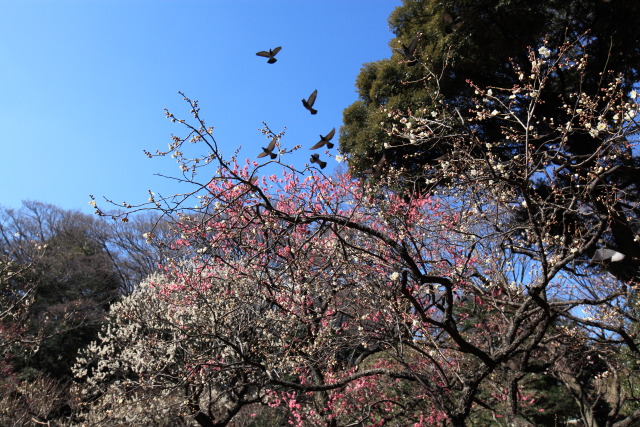 梅・白梅・紅梅 1302202813 小石川後楽園 白梅 白加賀(しろかが) 文京区後楽 thumbnail