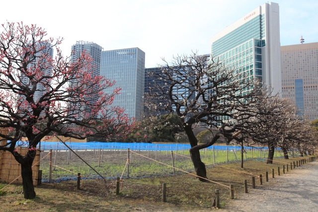 菜の花 1302223162 浜離宮恩賜庭園 紅梅 白梅 菜の花畑 中央区浜離宮庭園 thumbnail