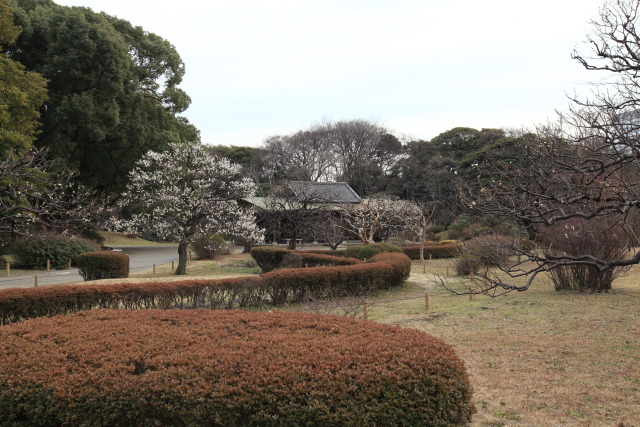 2月の浜離宮恩賜庭園 1302223202 浜離宮恩賜庭園 白梅 花木園 中央区浜離宮庭園 thumbnail
