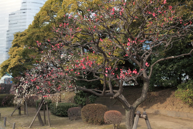 2月の浜離宮恩賜庭園 1302223203 浜離宮恩賜庭園 紅梅 紅千鳥(べにちどり) 中央区浜離宮庭園 photo