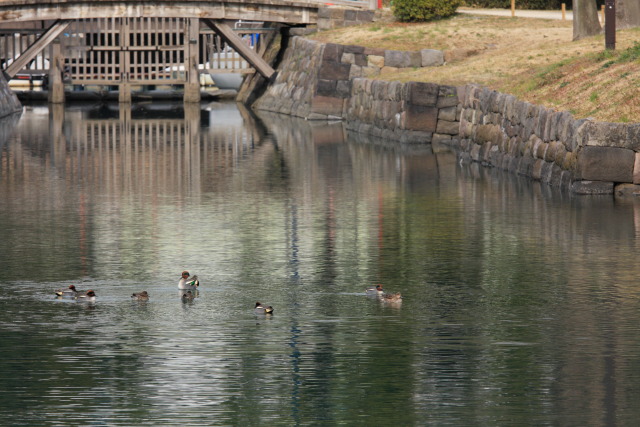 これまでの2月の見頃見所 1302228358 浜離宮恩賜庭園 小鴨(コガモ) 橋 内堀 中央区浜離宮庭園 thumbnail