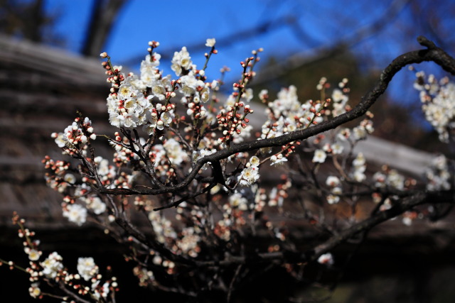 梅・蝋梅 1302253355 向島百花園 白梅 白加賀(しろかが) 休憩所 墨田区東向島 thumbnail