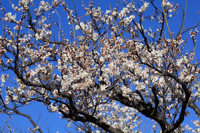 梅・蝋梅 1302253391 向島百花園 白梅 白加賀(しろかが) 墨田区東向島 thumbnail