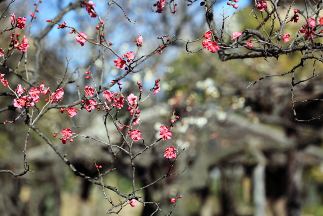 梅・蝋梅 1302253406 向島百花園 紅梅 紅千鳥(べにちどり) 休憩所 墨田区東向島 thumbnail