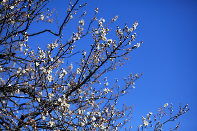 梅・白梅・紅梅 1302253414 向島百花園 白梅 白加賀(しろかが) 墨田区東向島 thumbnail