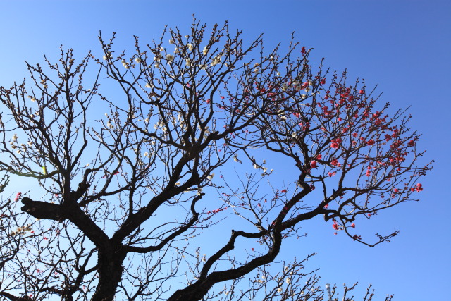 2月25日の亀戸天神 1302253491 亀戸天神 紅白梅 岩井半四郎贈 江東区亀戸 photo