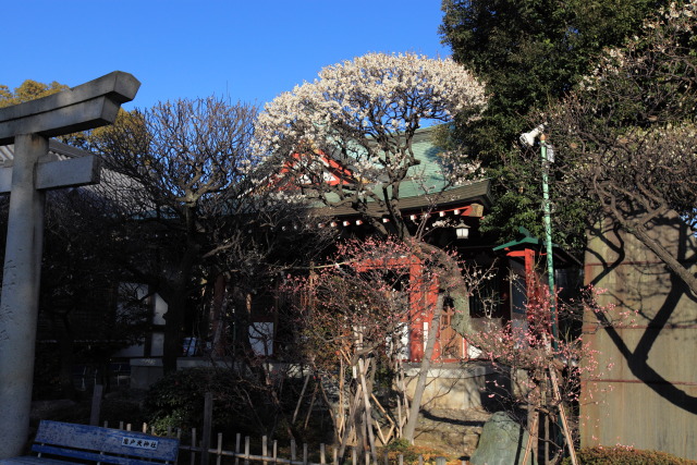 2月25日の亀戸天神 1302253516 亀戸天神 白梅 社殿 鳥居 江東区亀戸 photo