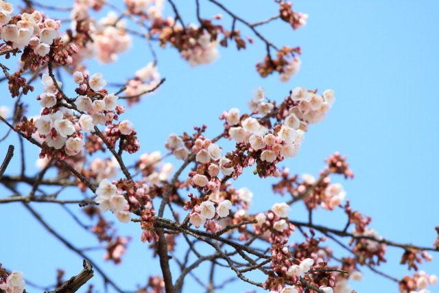 2月26日の上野公園+東京国立博物館 1302262911 上野公園 寒桜(カンザクラ) 台東区上野公園 thumbnail