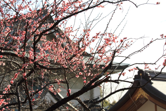 梅・白梅・紅梅 1302262966 五條天神 紅梅 台東区上野公園 thumbnail