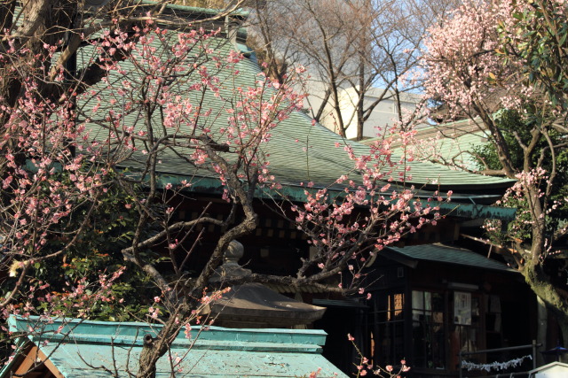 2月26日の上野公園+東京国立博物館 1302262974 五條天神 紅梅 台東区上野公園 thumbnail
