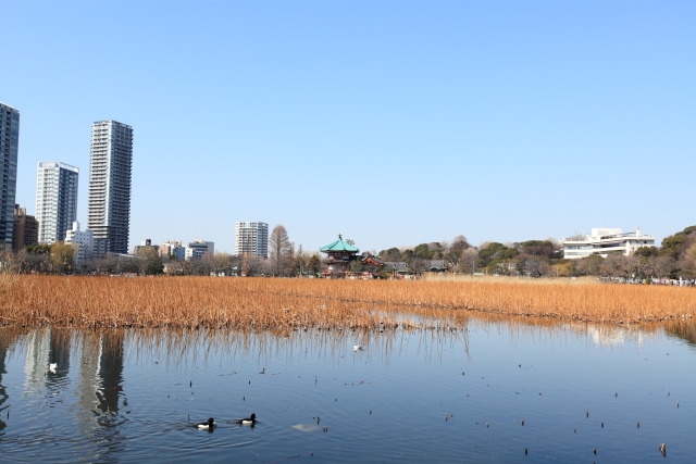 2月26日の上野公園+東京国立博物館 1302263661 不忍池 金黒羽白(キンクロハジロ) 弁天堂 蓮池 台東区上野公園 thumbnail