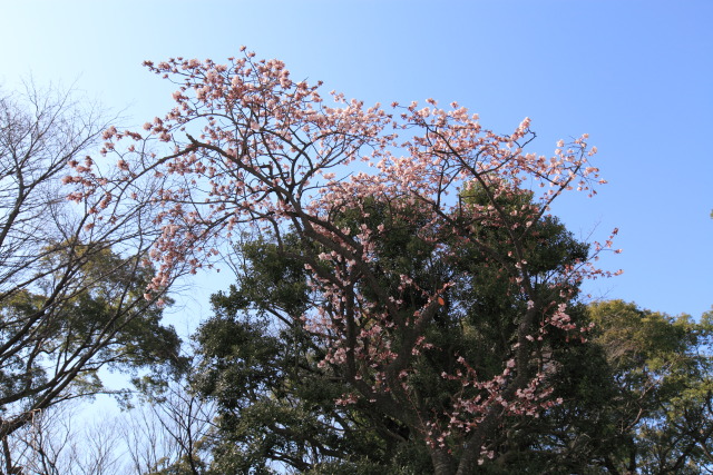 桜: 寒桜・大寒桜・寒緋桜・河津桜 1302263679 上野公園 寒桜(カンザクラ) 台東区上野公園 thumbnail