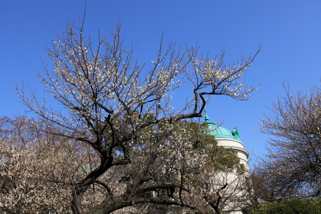梅・白梅・紅梅 1302263709 東京国立博物館 白梅 表慶館 台東区上野公園 thumbnail