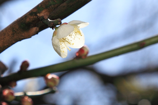 梅・蝋梅 130306MP4134 甘泉園公園 白梅 日本庭園出入口前 新宿区西早稲田 thumbnail