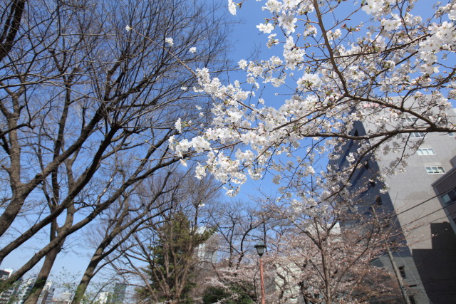 桜 1303195990 外濠公園 桜並木 染井吉野桜 千代田区 thumbnail