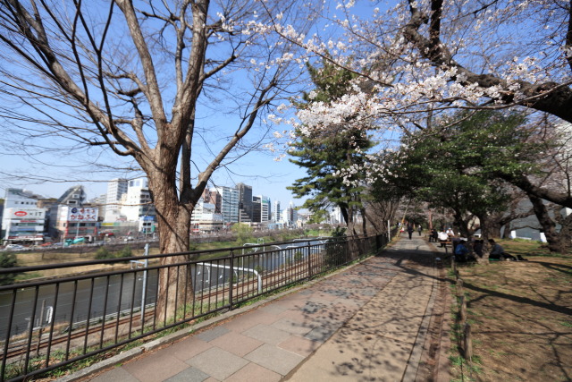 桜・さくら・サクラ 1303195992 外濠公園 桜並木 染井吉野桜 新見附濠 千代田区 thumbnail