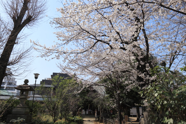 桜 1303226239 鳩森八幡神社 染井吉野桜 渋谷区千駄ヶ谷 thumbnail