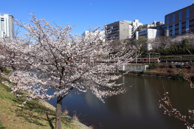 新宿区の公園の桜 1303226316 外堀通り 染井吉野桜 新見附濠 新宿区 photo