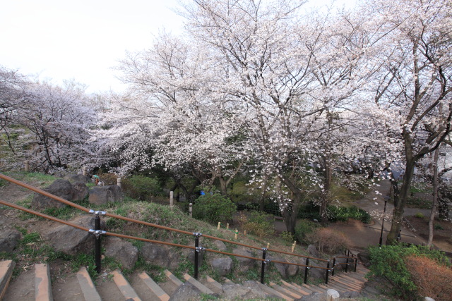 新宿区の公園の桜 130322MP6371 戸山公園 箱根山地区 染井吉野桜 桜(サクラ) 新宿区戸山 photo
