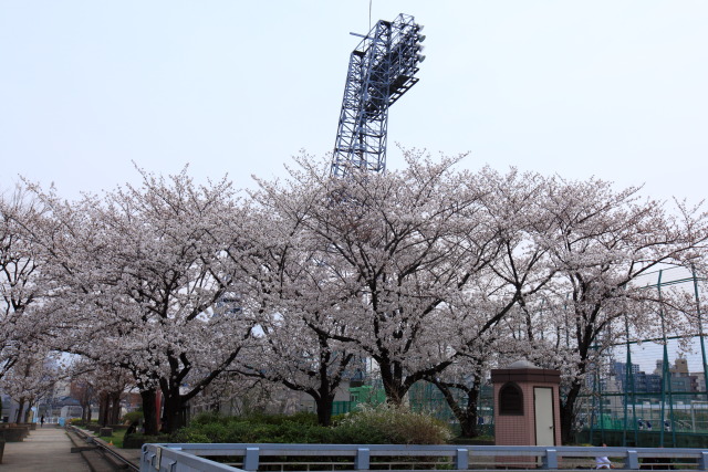 これまでの3月の見頃見所 130323MP6503 落合中央公園 染井吉野桜 新宿区上落合 thumbnail