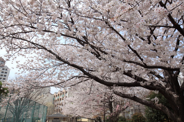 桜 1303286972 百人町ふれあい公園 染井吉野桜 染井吉野桜 新宿区百人町 thumbnail